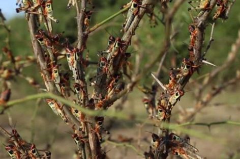 Advierten posible llegada de langostas a zonas rurales riojanas