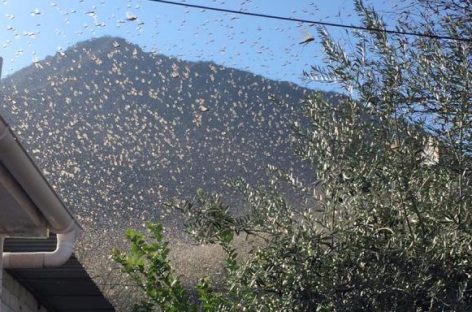 Impresionante invasión de langostas, ahora en Capital