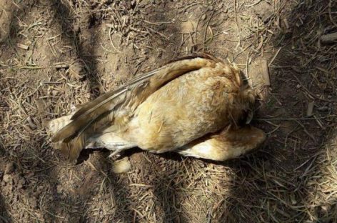 Sanagasta. ¿Agroquímicos causaron mortandad de animales?