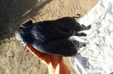 Chamical. Nació chancho con dos cuerpos y una cabeza
