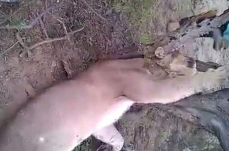 Investigan caso de crueldad animal en Los Llanos riojanos