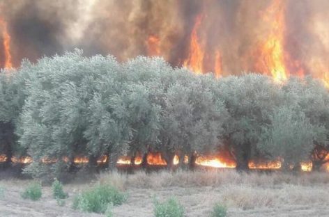 Ruta 38. Fue controlado el incendio que arrasó con 380 hectáreas