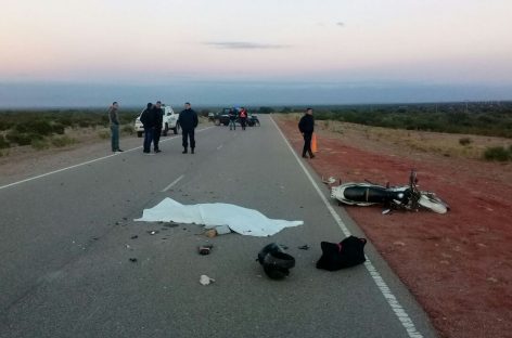 Los animales sueltos causaron otra tragedia rutera