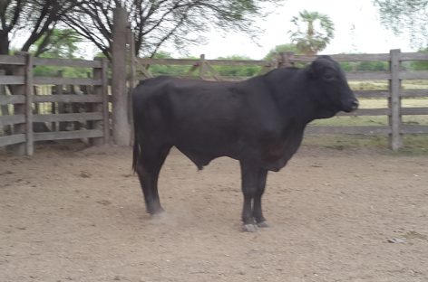 Chamical. Lo embistió un toro furioso y lo mató en el acto