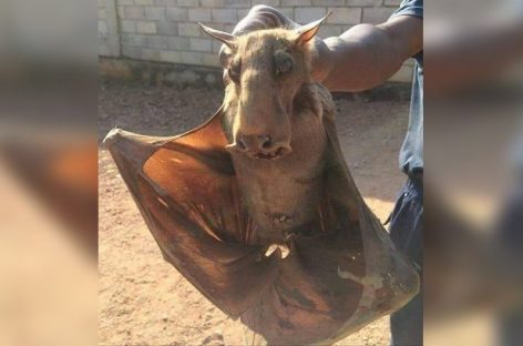 Desmienten el hallazgo del ‘chupacabras’ en Milagro