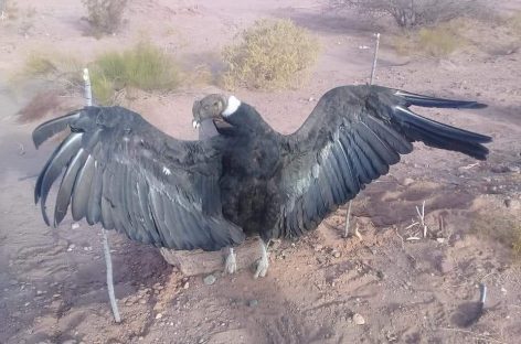 Repudiable. Estaquean a un condor andino en Vinchina