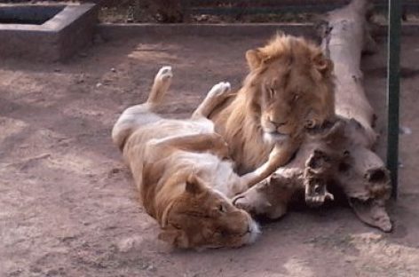 Se complica el traslado de felinos del zoológico a Sudáfrica