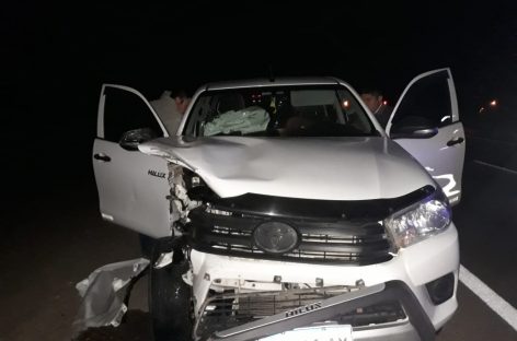 Camioneta donde viajaba intendenta embistió una vaca