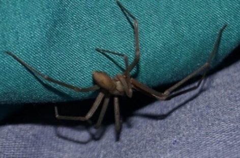 Alertan sobre la peligrosa araña de rincón que habita en La Rioja