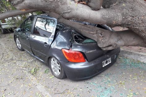 Un árbol de gran porte cayó y destruyó un auto