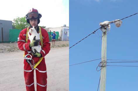 Bomberos salvaron a un gato de lo alto de un poste de luz
