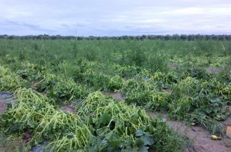 El granizo causó millonarias pérdidas a productores de ruta 5