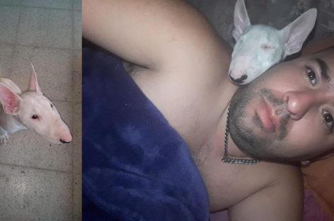 Le entraron a robar y se llevaron hasta la perra: pide ayuda para recuperarla