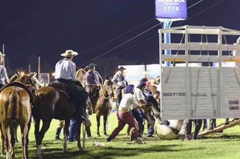 Doma en Jesús María: murió un caballo y volvió la polémica