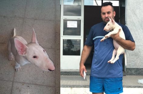 Le robaron su perra, se viralizó el hecho y ‘Alaska’ está de vuelta