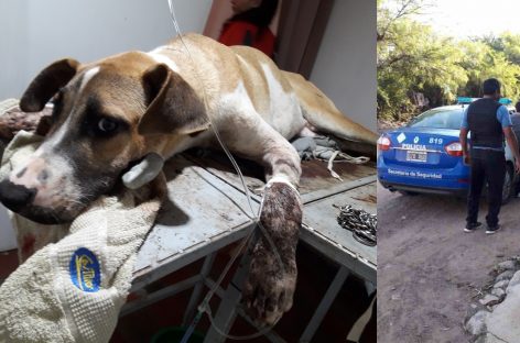 Murió el perro baleado en Olta: un detenido por crueldad animal