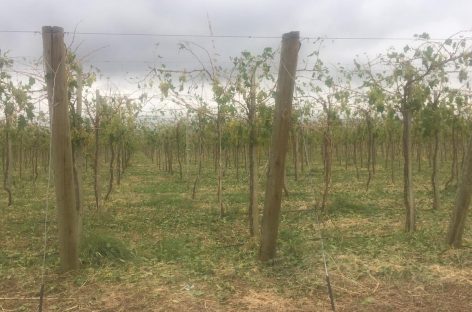 Nación declaró en emergencia agropecuaria a La Rioja