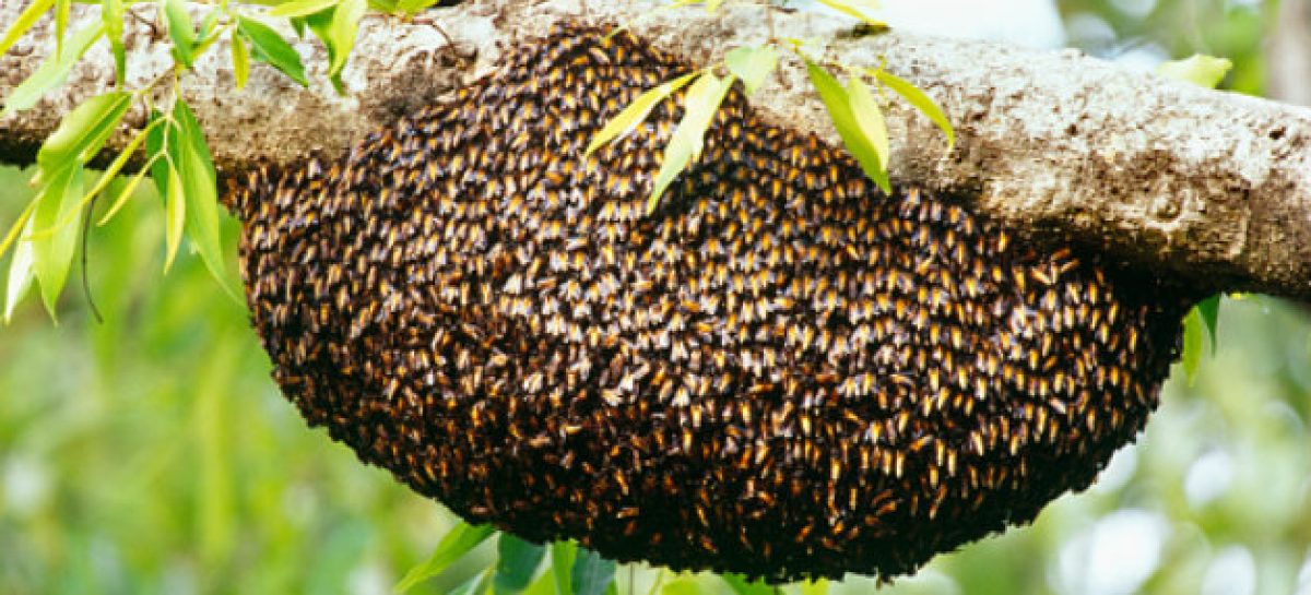 Un hombre murió tras ser atacado por un enjambre de abejas