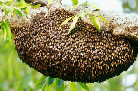 Un hombre murió tras ser atacado por un enjambre de abejas