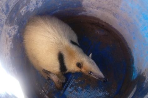 Hallaron un oso melero en una vivienda de Chepes