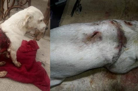 Indignación nacional por atroz caso de crueldad animal