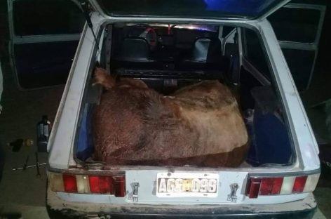 Insólito. Mataron una vaca y la robaban en un Fiat 147: fueron detenidos