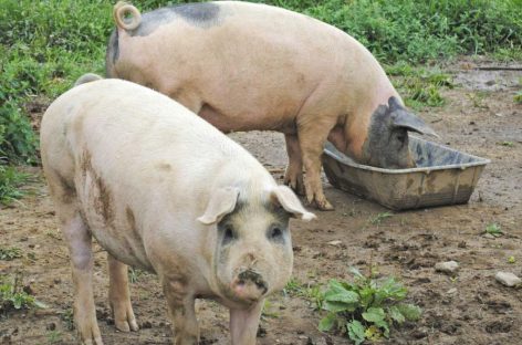 Alerta. Confirmaron dos casos de triquinosis, uno mortal