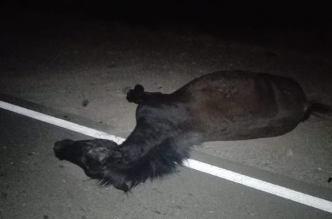 Chilecito. Embistió un caballo en la ruta y perdió la vida
