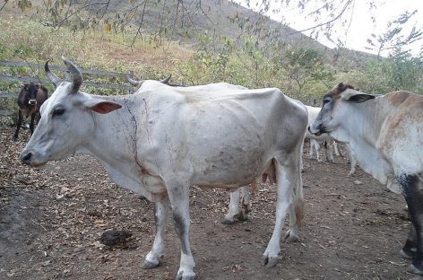 Tras invasión de murciélagos, brote de rabia en Los Llanos riojanos