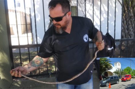 No arrancaba el auto, abrió el capot y encontró una sorpresa: una víbora