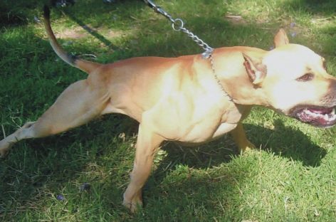 Nena de 6 años fue atacada por un Pitbull cuando jugaba en la vereda