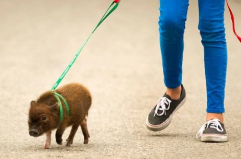Mini pig, la mascota que comienza a ser furor en Argentina