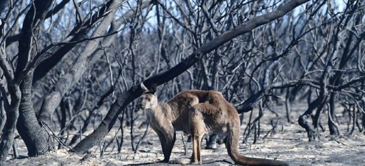 Arde Australia. Hay más de mil millones de animales muertos por los incendios