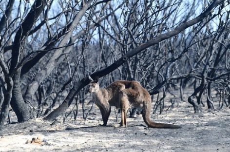 Arde Australia. Hay más de mil millones de animales muertos por los incendios
