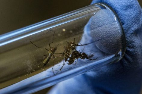 DENGUE EN LA RIOJA. 1032 CASOS CONFIRMADOS Y 1437 EN ESTUDIO