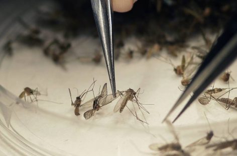 DENGUE. LA PROVINCIA TOTALIZA 4419 INFECTADOS DE AEDES AEGYPTI