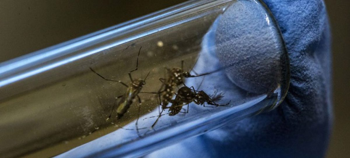 DENGUE. CASI 5 MIL CASOS REGISTRADOS Y CONFIRMADOS EN LA RIOJA