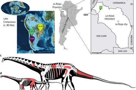 ENCUENTRAN TESORO PALEONTOLÓGICO QUE DATA DE 70 MILLONES DE AÑOS
