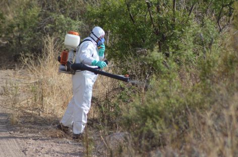 MANGAS DE LANGOSTAS AFECTAN A PARTE DEL INTERIOR PROVINCIAL
