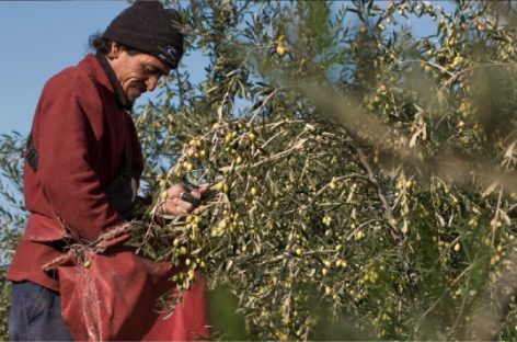 LLEGARÁN UNOS 10 MIL TRABAJADORES GOLONDRINA PARA LA COSECHA 2021