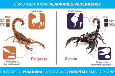 ALERTA ALACRÁN. TRAS VARIOS CASOS DE PICADURAS, PIDEN EXTREMAR CUIDADOS
