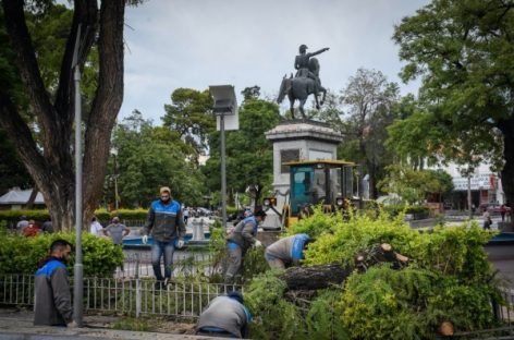 CAPITAL. EL VIENTO DEJÓ GRAVE DAÑO AMBIENTAL CON 205 ÁRBOLES CAÍDOS