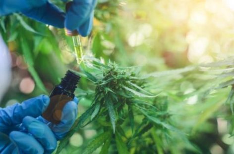 LA PRODUCCIÓN DE ACEITE DE CANNABIS, CADA VEZ MÁS CERCA EN LA RIOJA
