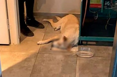 MATÓ A UN PERRO CALLEJERO DE UNA PATADA