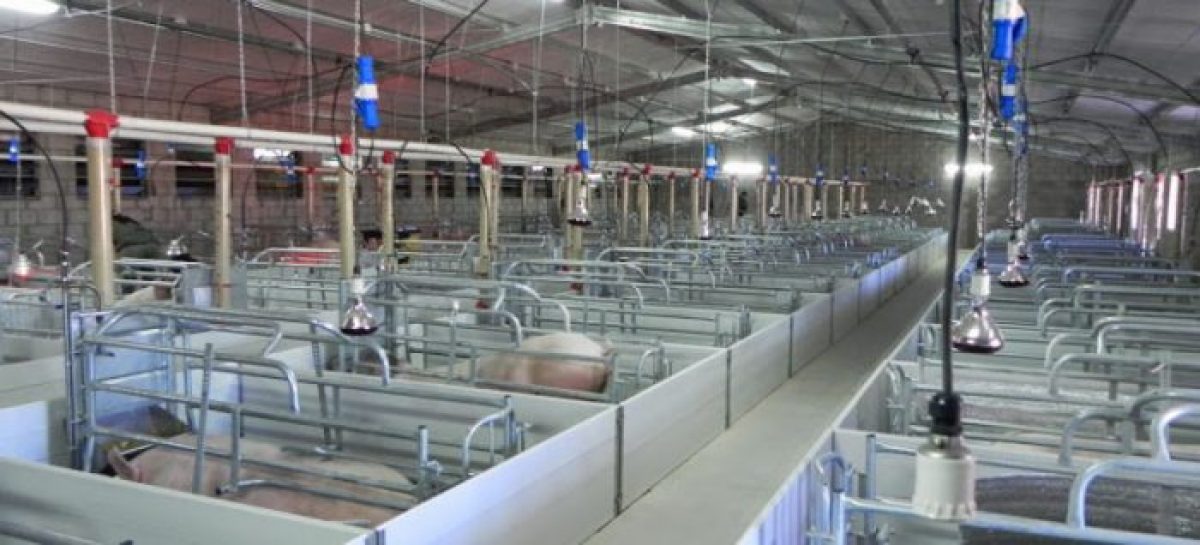 $200 MILLONES INVIERTE CERDOS DE LOS LLANOS PARA DIVERSIFICAR PRODUCCIÓN