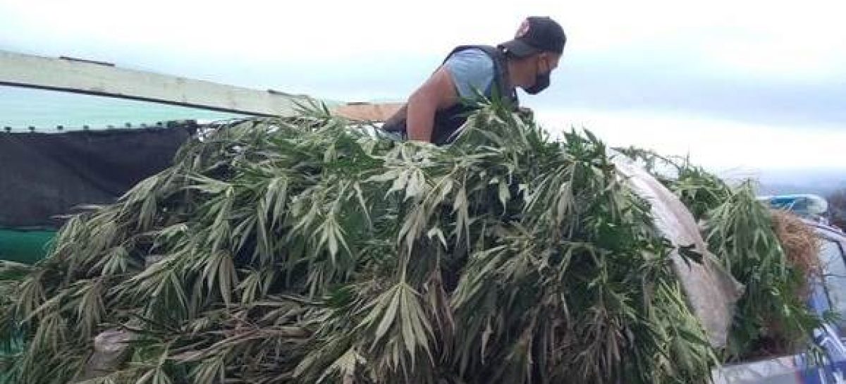 SANAGASTA. INCAUTAN 1200 PLANTAS DE CANNABIS EN TERRENO DE UN CONCEJAL