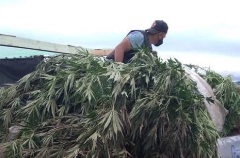 SANAGASTA. INCAUTAN 1200 PLANTAS DE CANNABIS EN TERRENO DE UN CONCEJAL