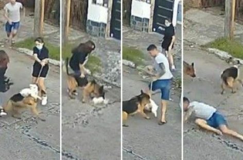 INDIGNANTE ATAQUE DE PASTOR ALEMAN A UN CANICHE QUE PASEABA CON SU DUEÑA: LO MATÓ