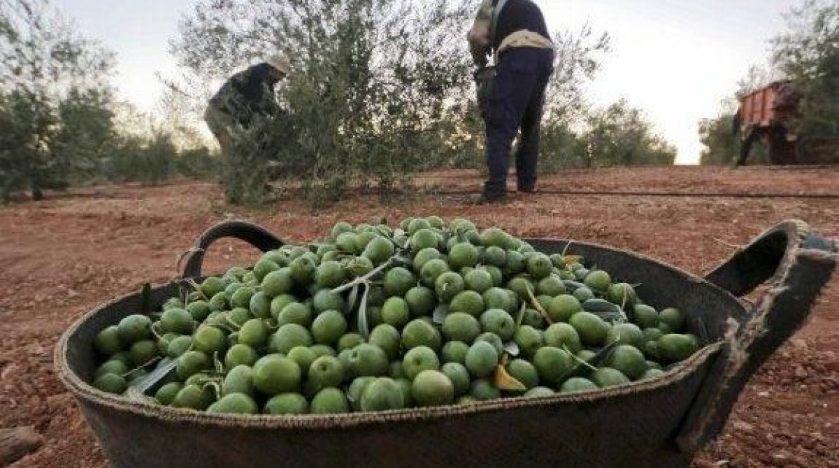 CRISIS OLIVÍCOLA. «ENTRE 800 Y 1.000 EMPLEOS ESTÁN EN RIESGO EN ARAUCO»