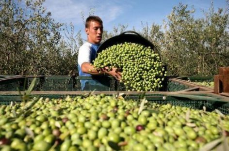 ACEITUNA. LA COSECHA 2024 APENAS SERÁ SUPERIOR AL 50% DE LA DEL AÑO PASADO